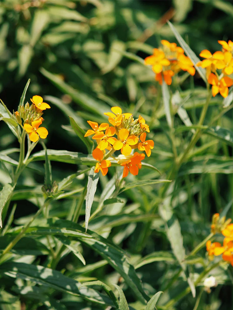 Orange Wallflower