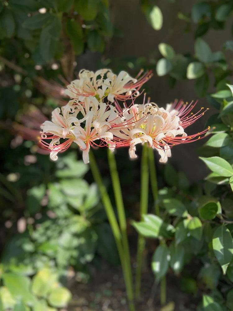 Lycoris squamigera 'White Chunxiao'