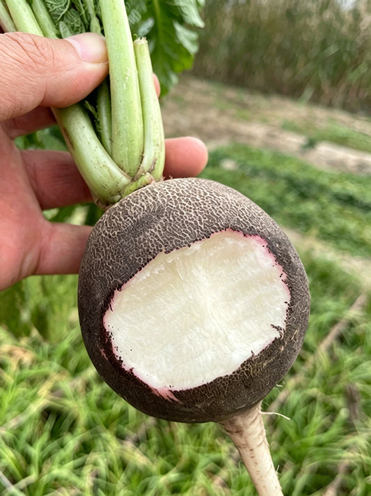 Black Skin Cherry Radish