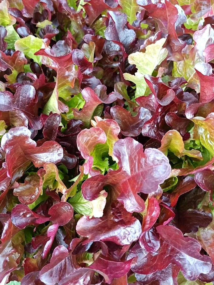 Red Maple Oak Leaf Purple Lettuce