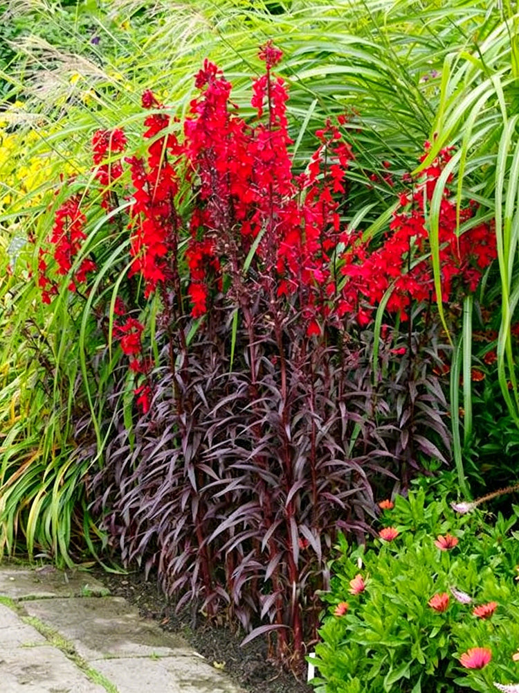 'Queen Victoria' Cardinal Flower