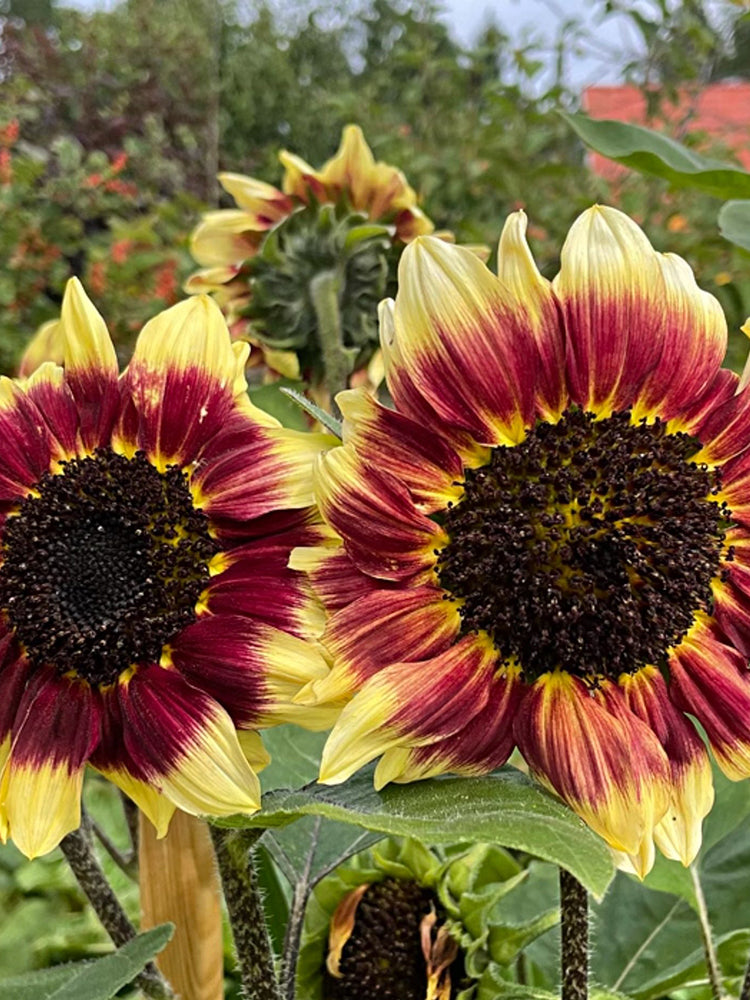 'Sunset Glow' Ornamental Sunflower