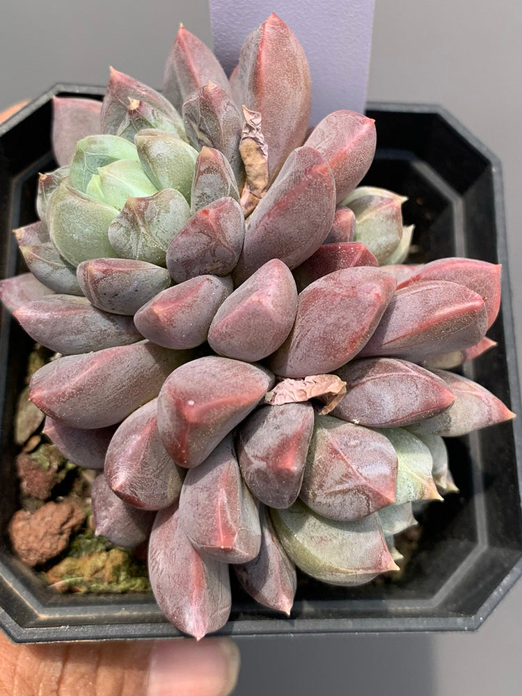 Echeveria cv. 'Illusion'