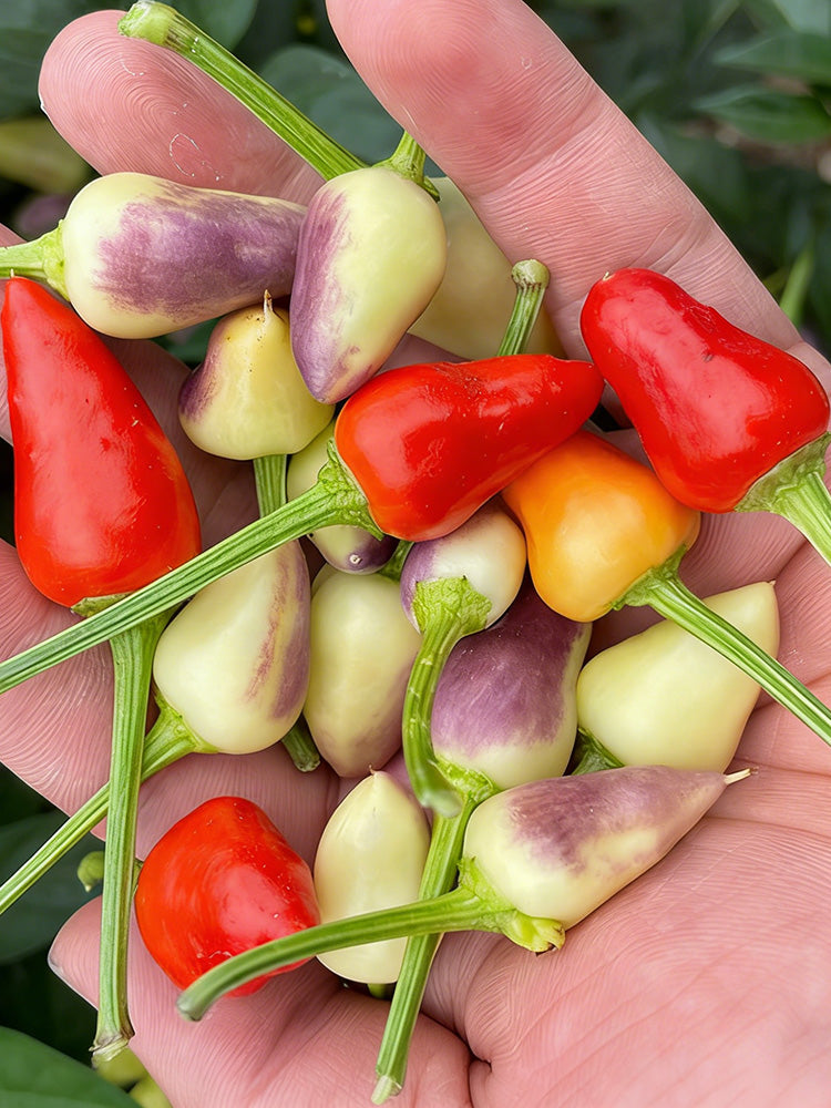 Colorful Bullet Pepper