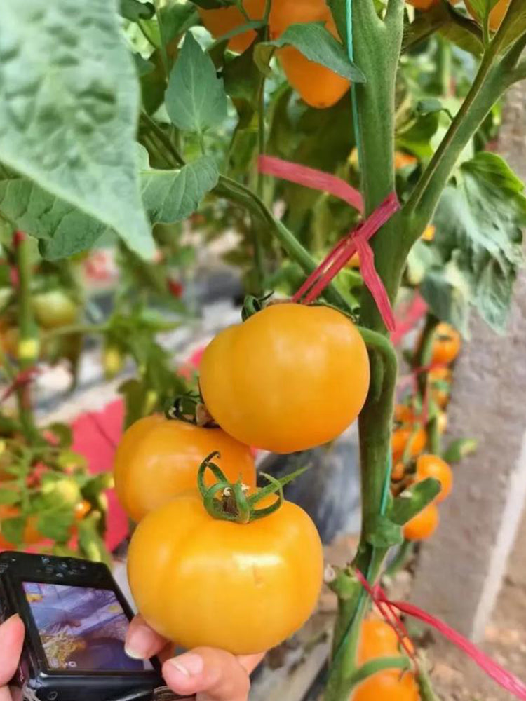 'Golden Apple' Big Yellow Tomato