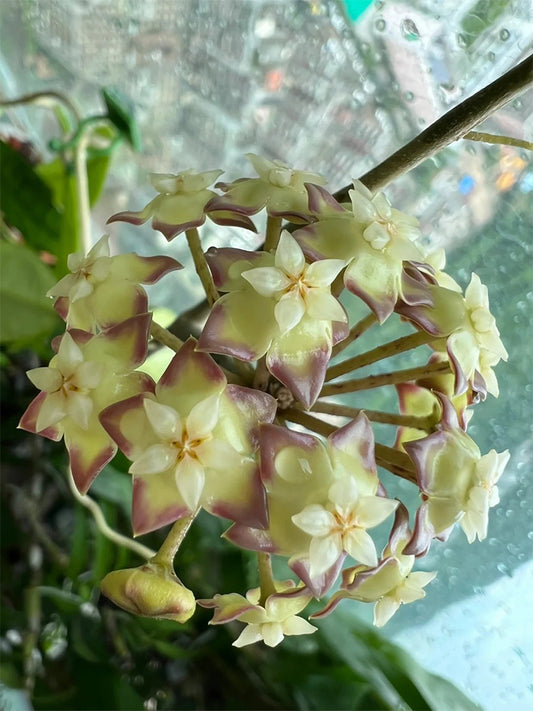 Hoya finlaysonii 'Narrow Leaf' Unrooted Stem Cuttings