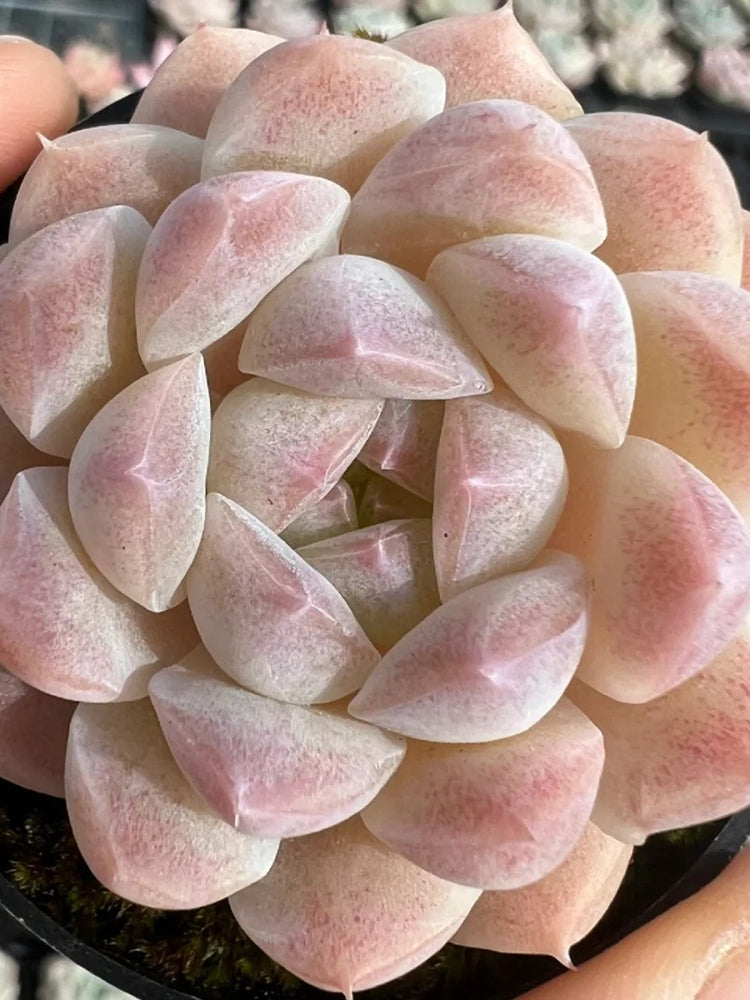 Echeveria cv. 'Moon Star'