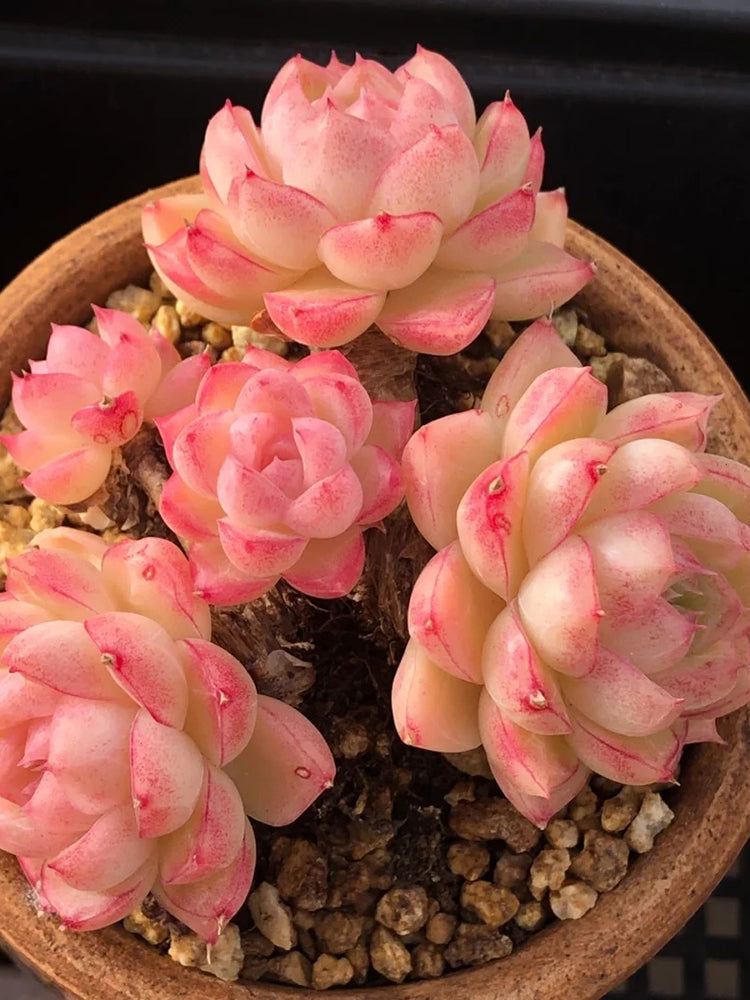 Echeveria cv. 'Red Queen'
