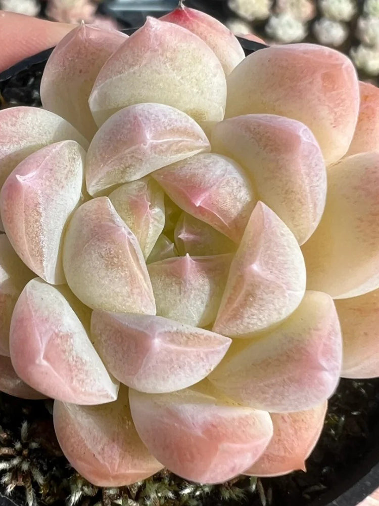 Echeveria cv. 'Moon Star'