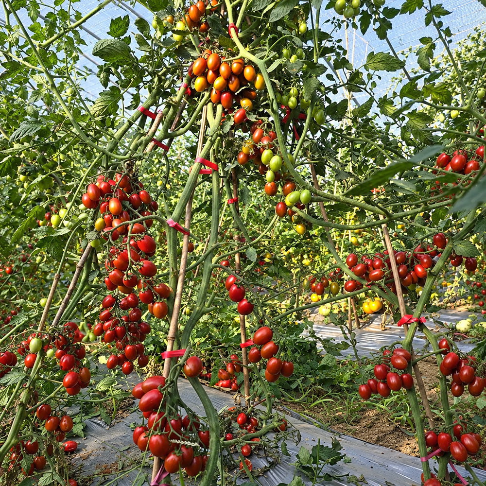 321 Blood Drop Tomato