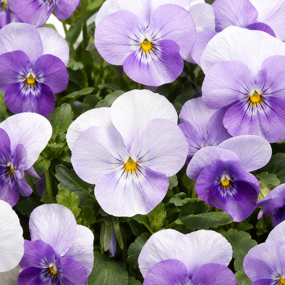 U2337 Floral Power Pink Beacon F1 Viola