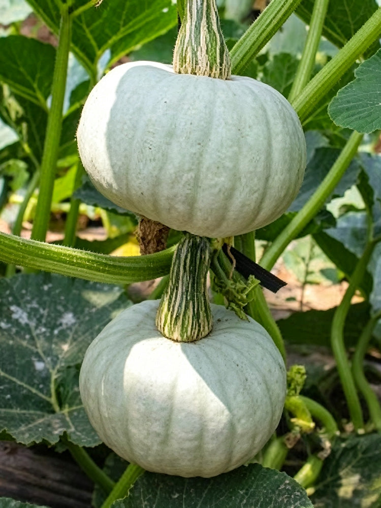 Silver Baby Chestnut Pumpkin