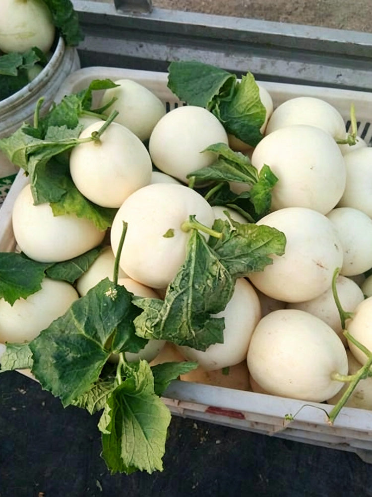 Shengyu No.1 F1 Melon