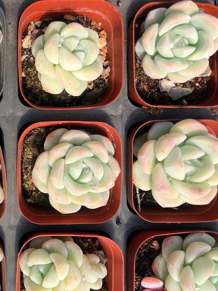 Echeveria 'Ice green'