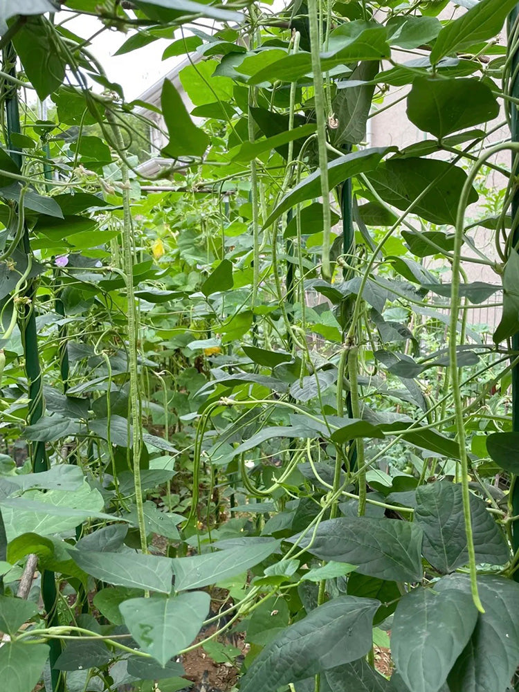 Green General Yardlong Bean