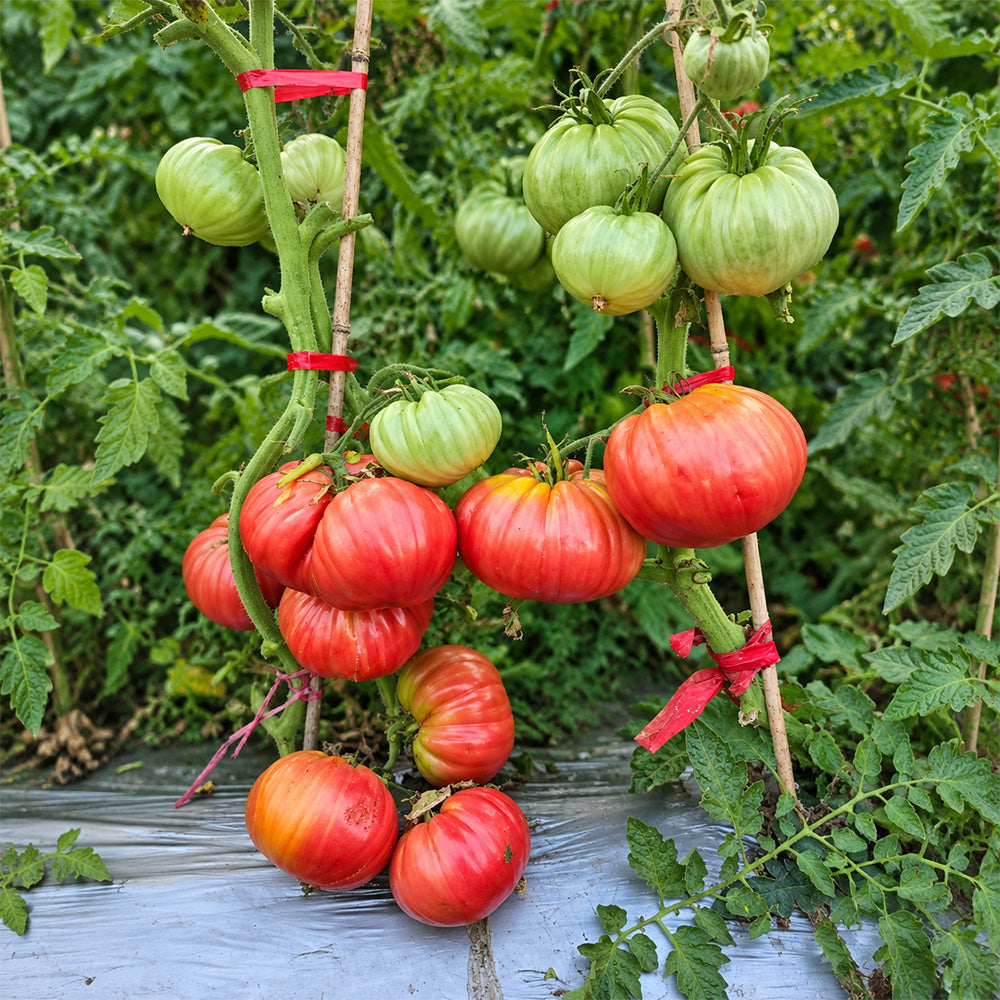 137 AH Scorpii Tomato