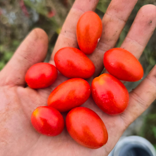 699 Cup Tomato