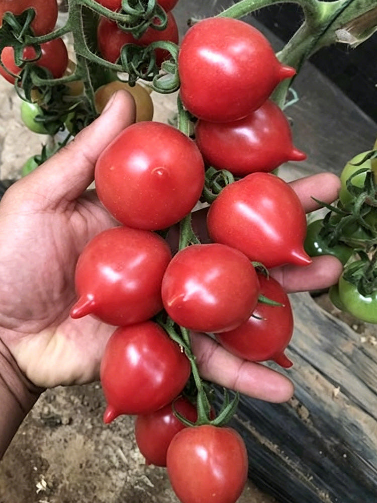 Spring Peach Heart Tomato