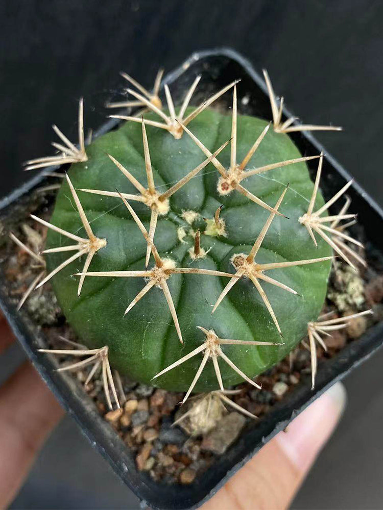 Gymnocalycium eurypleurum