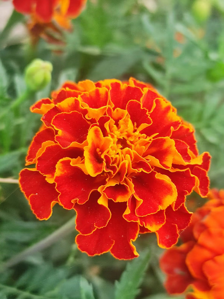 Red Double French Marigold