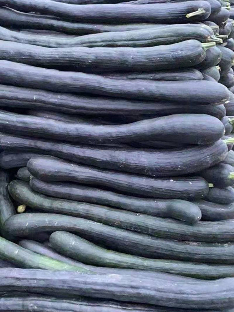 Black Oxleg Black Honey Pumpkin