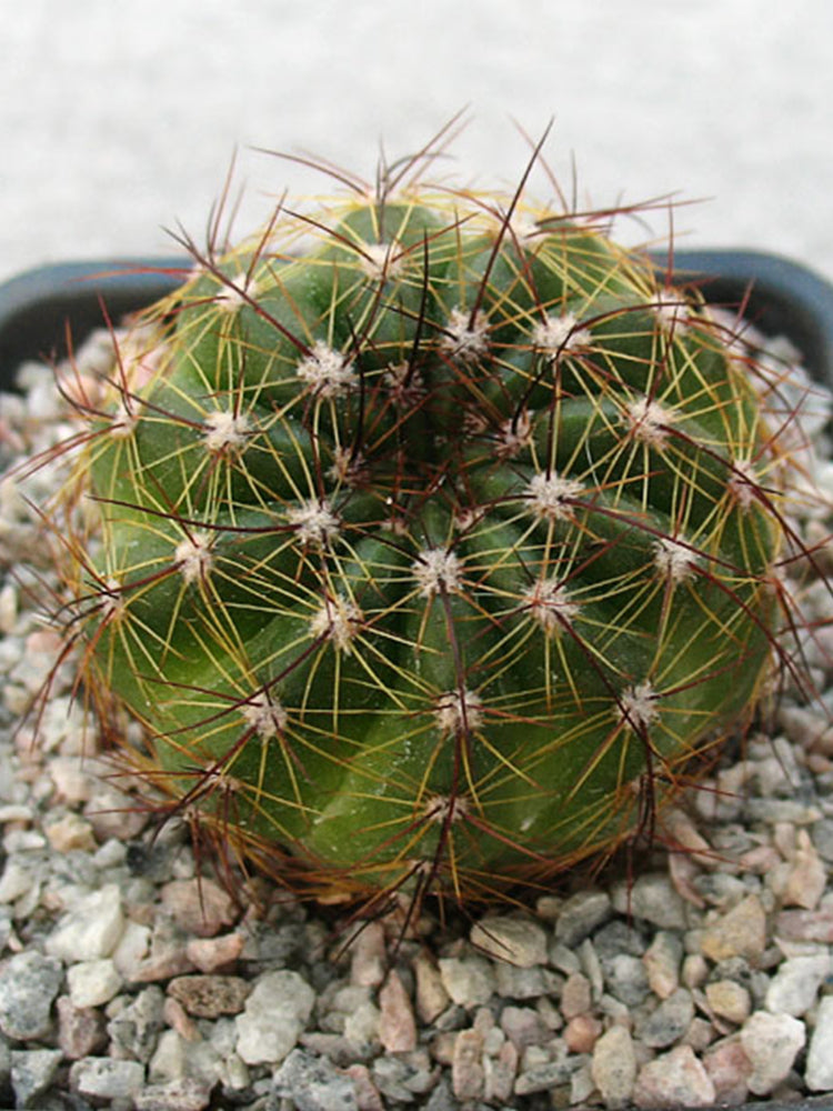 Parodia ottonis