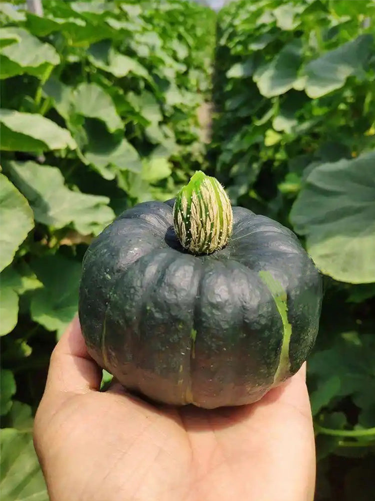 Green Beibei Pumpkins
