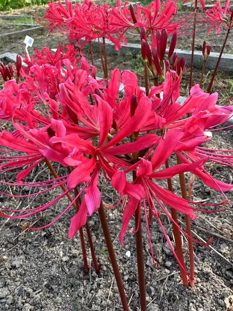 Rose Lycoris