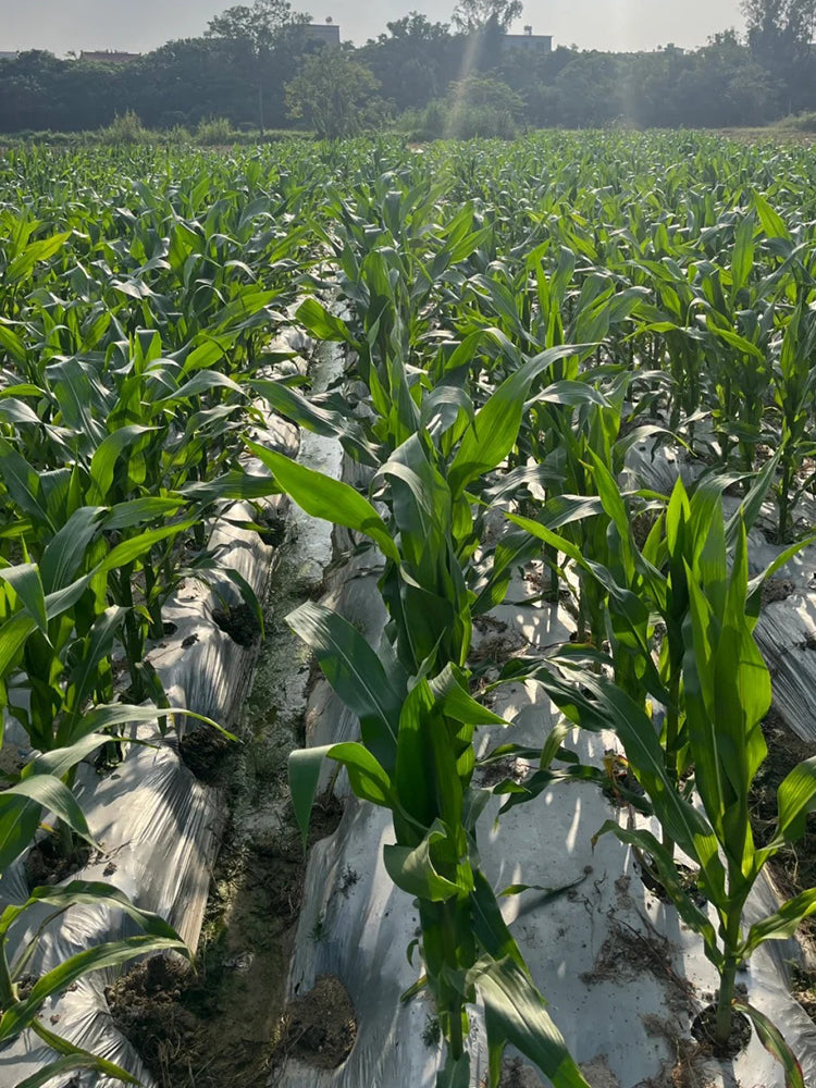 'Caitiannuo No. 6' Waxy Corn