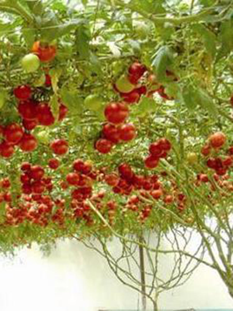 Shouguang Tomato Tree