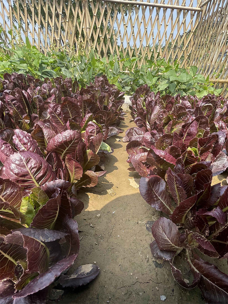 Purple Peacock Lettuce