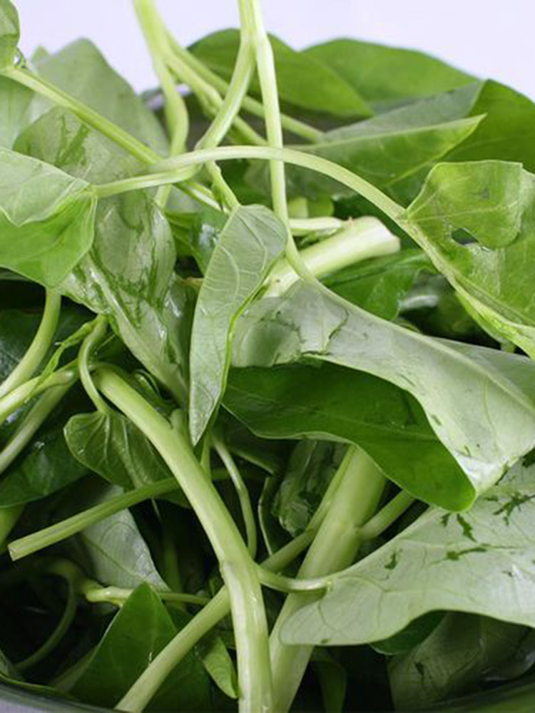Large-Leaf White-Stem Water Spinach