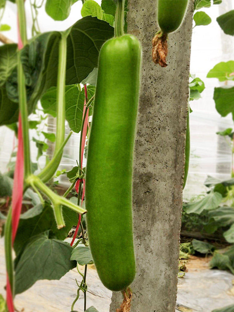 'Zhepu No.6' Bottle Gourds