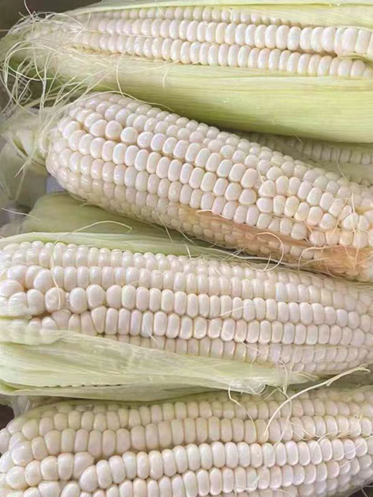 Sweet-waxy No.182 Corn