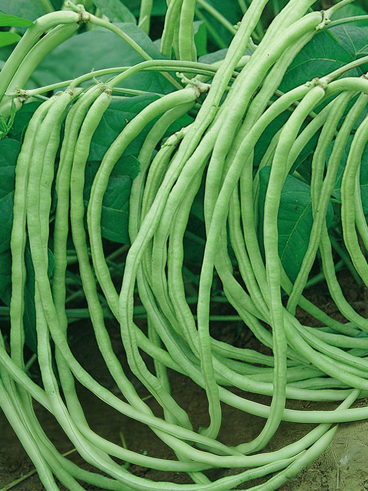 'Jiefeng' Dwarf Long Bean
