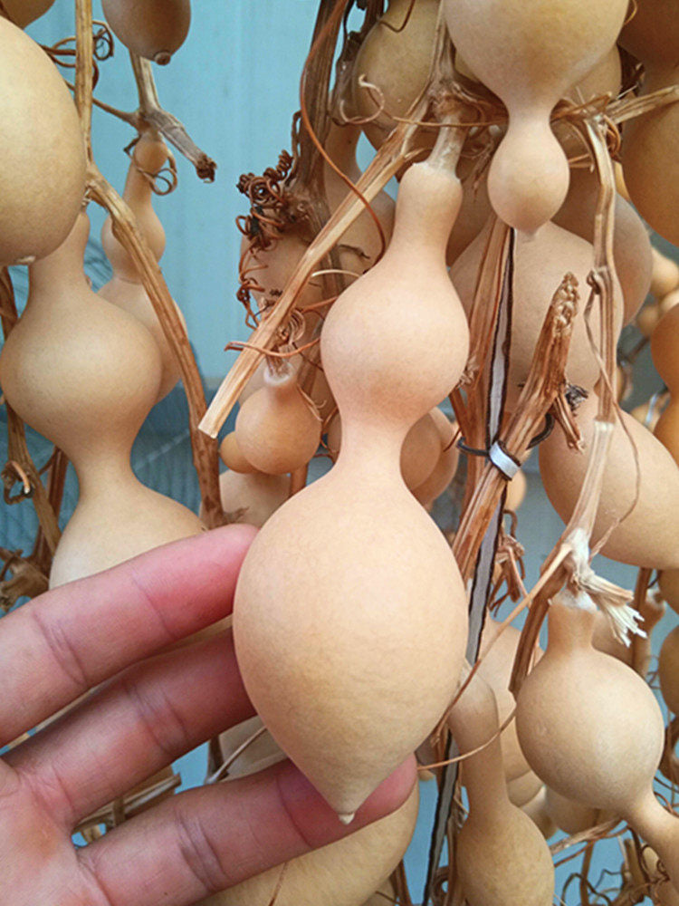 Ant Belly Gourd