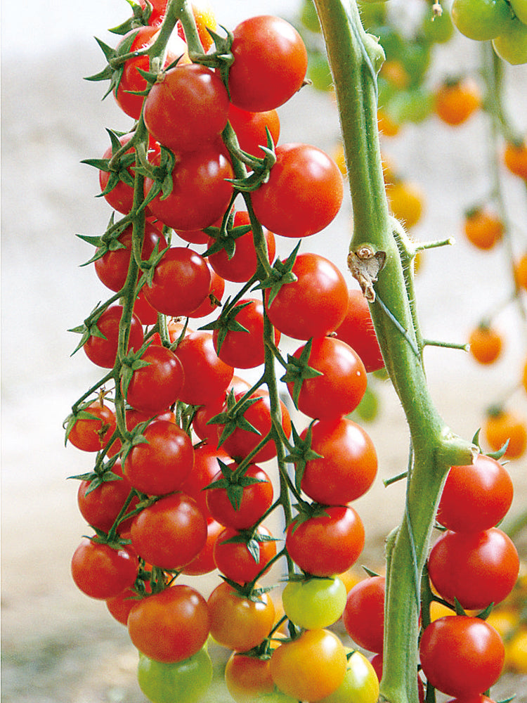 Pearl Falls No. 2 Tomato