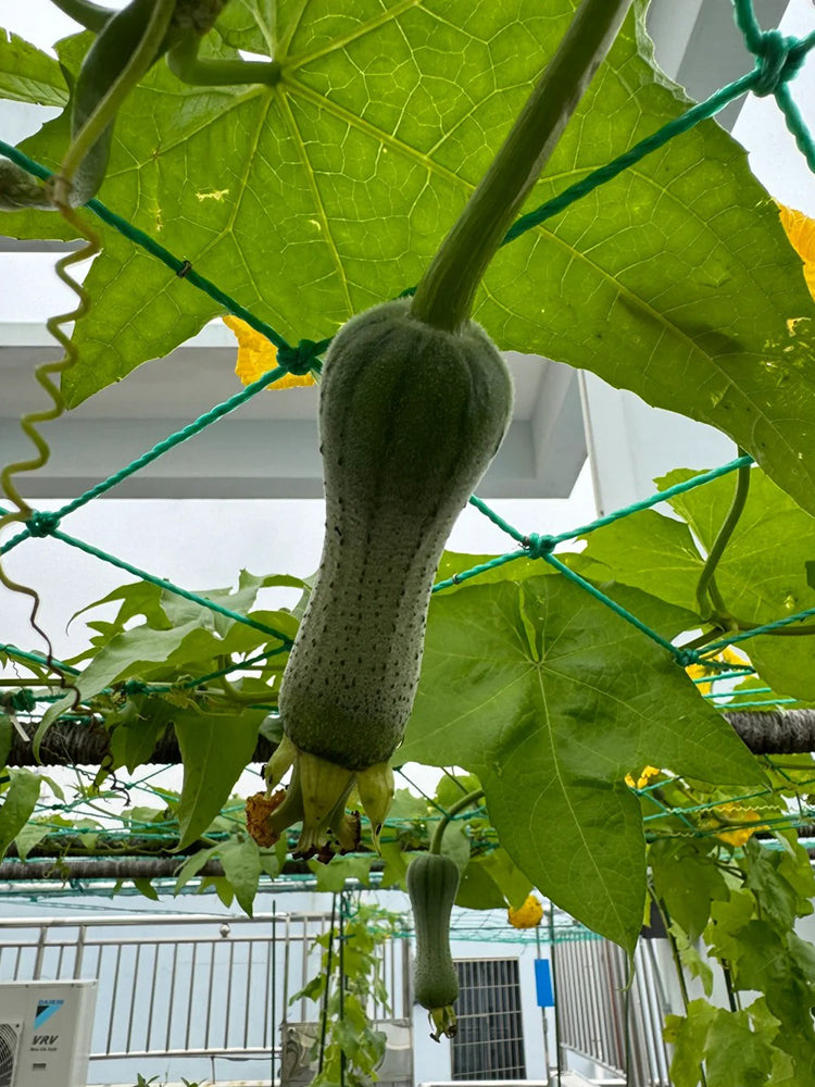 Chunyi Luffa