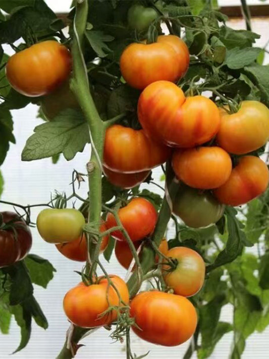 1037 Honey Avenue Tomato