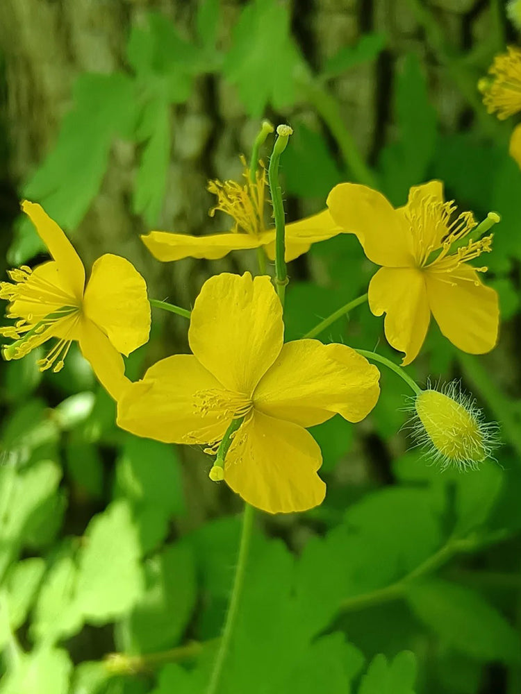 Greater Celandine