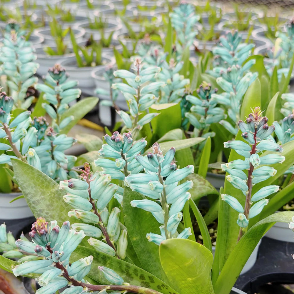 U2220 Turquoise Lachenalia Bulbs