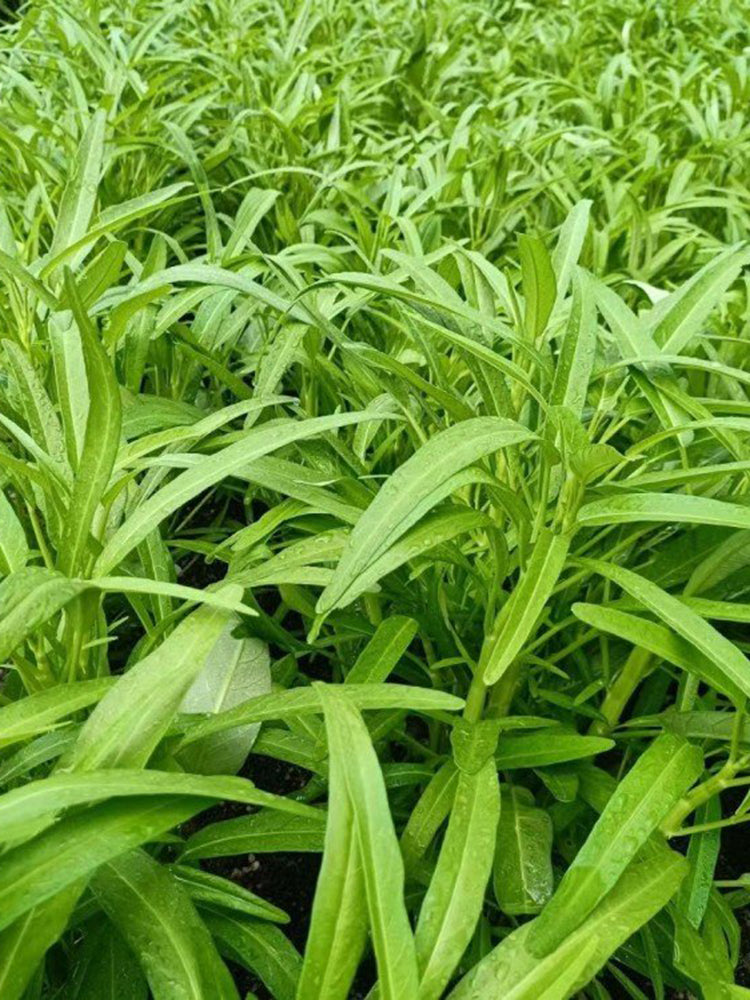 Meifeng No.1 Water Spinach