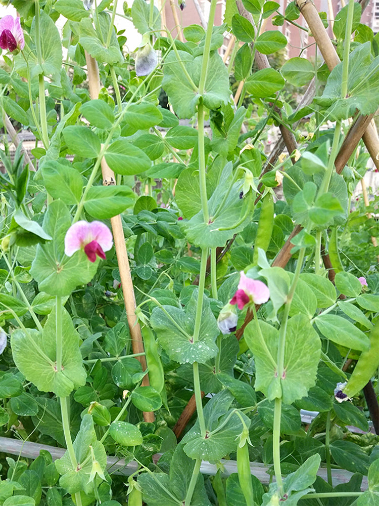 'Improved 604' Snow Pea