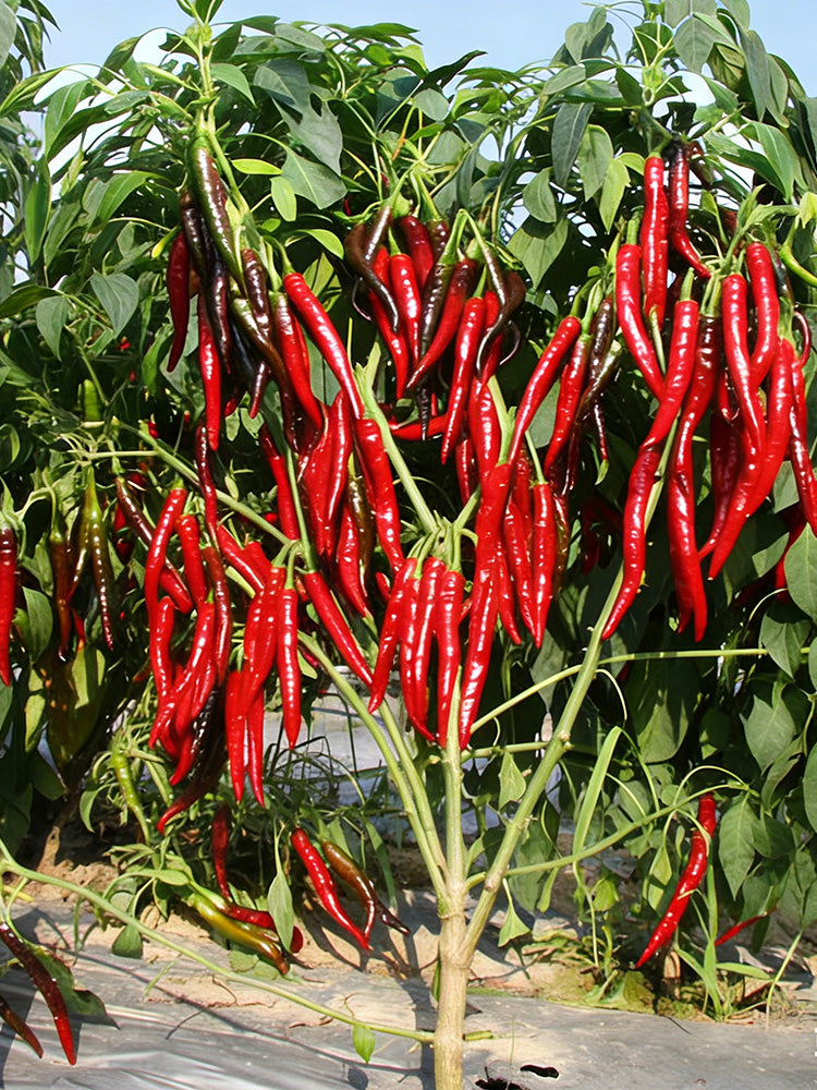 Chaodi Pepper