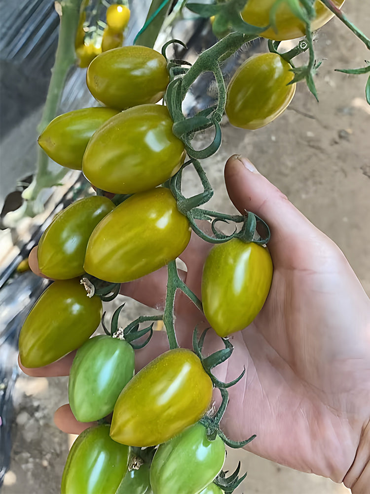 Qingguo Qingcheng F1 Tomato