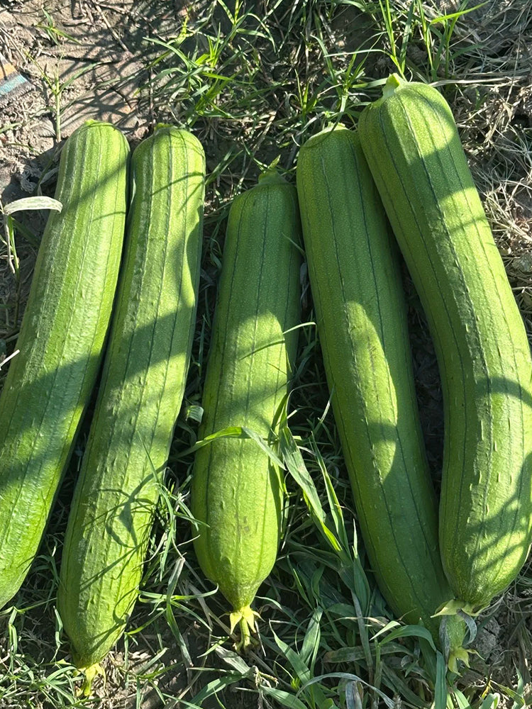 Yushuai Smooth Luffa