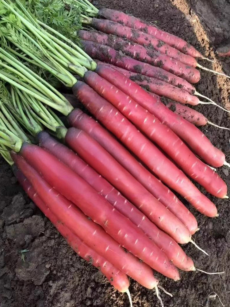 Purple-red Carrots