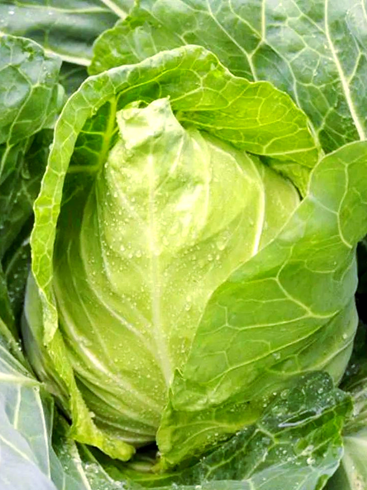 Oxheart Cabbage
