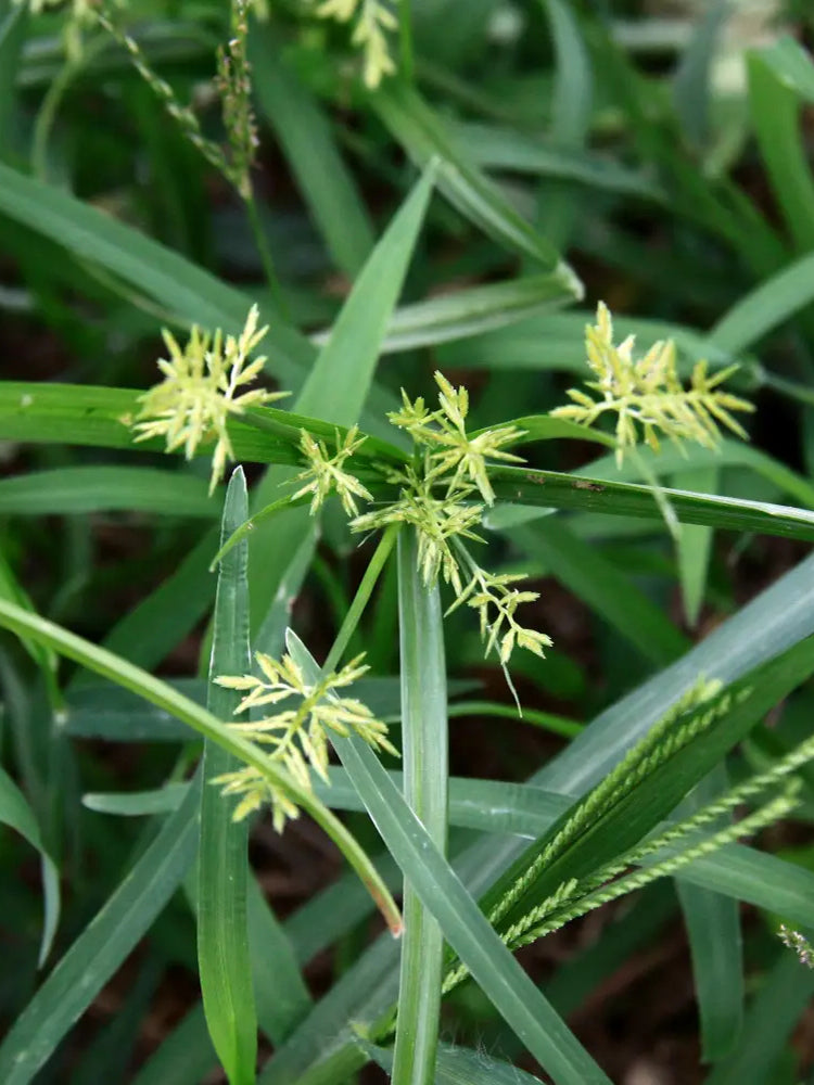 Nutgrass