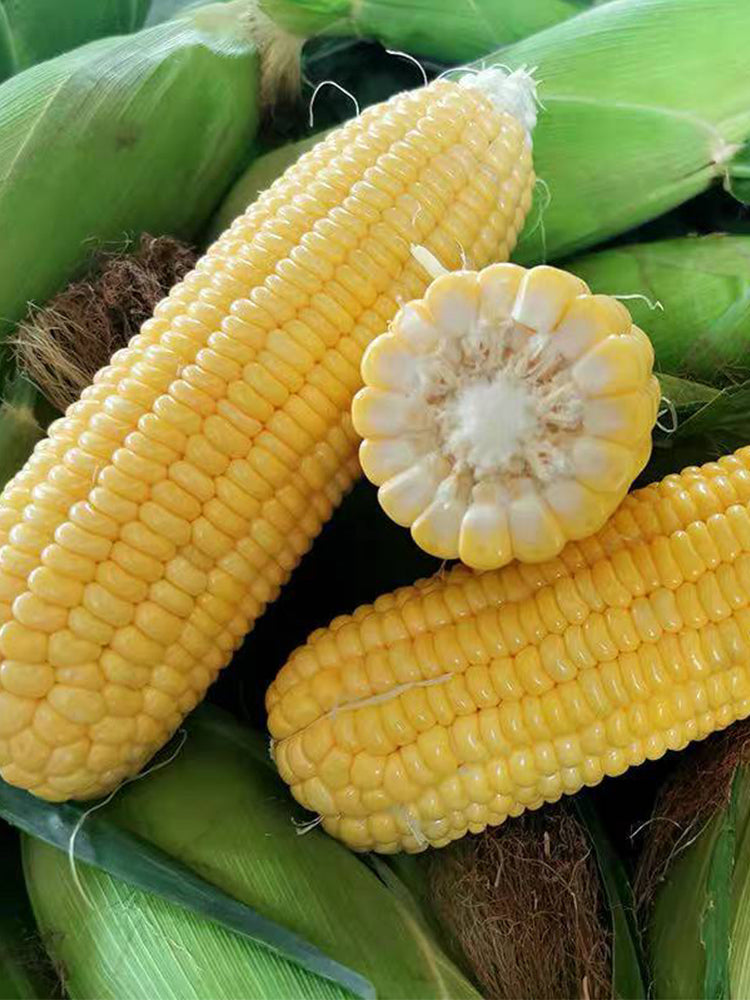 Zhongnongtian 488 Sweet Corn